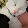 Canvas joined the competition — help win amazing prizes! blue_collar, cat, close_up, closed_eyes, collar, cozy, domestic_cat, face, fur, human_arm, indoor, paw, pet, pink_nose, portrait, relaxed, sleeping, snuggling, whiskers, white_cat