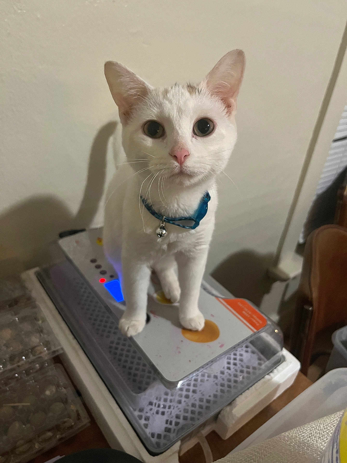 Canvas is registered to the contest to win money with this photo: animal, appliance, bell, cat, chair, closeup, collar, curious, domestic, ears, feline, household, indoor, looking, pet, shadow, standing, table, whiskers, white_cat