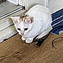 cat, closeup, curious, door_threshold, doorframe, ears, eye, indoor, kitten, mat, paws, power_cord, power_plug, shadow, sitting, wall, whiskers, white_cat, wooden_floor, young