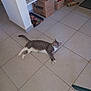 cat, tabby_cat, floor, tile, indoor, box, broom, kitchen, dish, relaxed, animal, pet, white_paws, striped, resting, corner, home, furniture, cleaning_tool, container