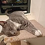 cat, gray_cat, white_paws, sleeping, cat_tree, carpeted_platform, indoor, window, night, relaxation, pet, feline, whiskers, paws, fur, resting, domestic_animal, cozy, quiet, home