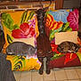 cat, sleeping, chair, colorful, indoor, cushion, floral_pattern, wooden_armrest, tile_floor, pillow, home, cozy, pet, resting, domestic, two_cats, feline, quiet, relaxation, furniture