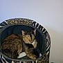cat, tortoiseshell, pet_bed, animal, yellow_eyes, indoor, cozy, feline, resting, fur, domestic_animal, wild_pattern, zebra_print, leopard_print, curious, cute, mammal, home, comfort, relaxed