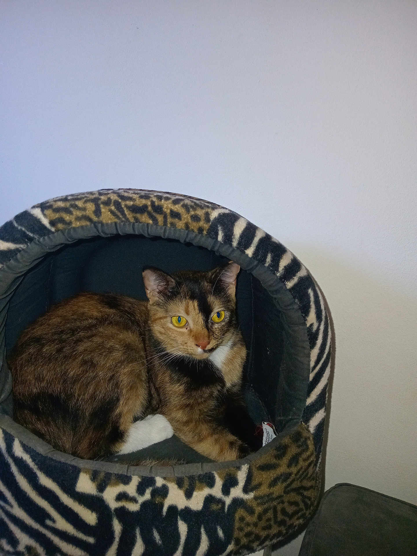 Mimy