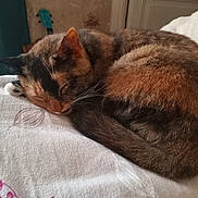 Mimy participe au concours pour gagner de l'argent avec cette photo : animal, blanket, butterfly_print, calico, cat, cozy, curled_up, fur, furniture, home, indoor, musical_instrument, peaceful, pet, quiet, relaxation, resting, sleeping, soft_texture, ukulele