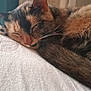 Mimy participe au concours pour gagner de l'argent avec cette photo : animal, calm, cat, close_up, cozy, cute, domestic_animal, feline, fur, indoor, mammal, nap, peaceful, pet, relaxed, resting, sleeping, soft, warm, whiskers