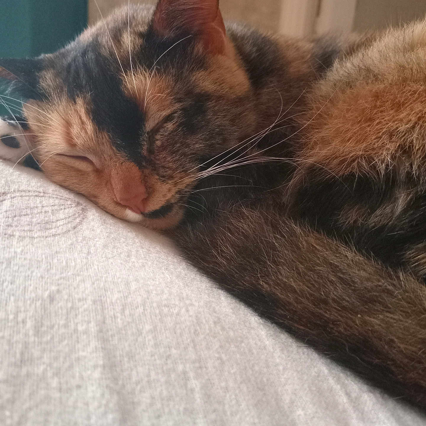 Mimy