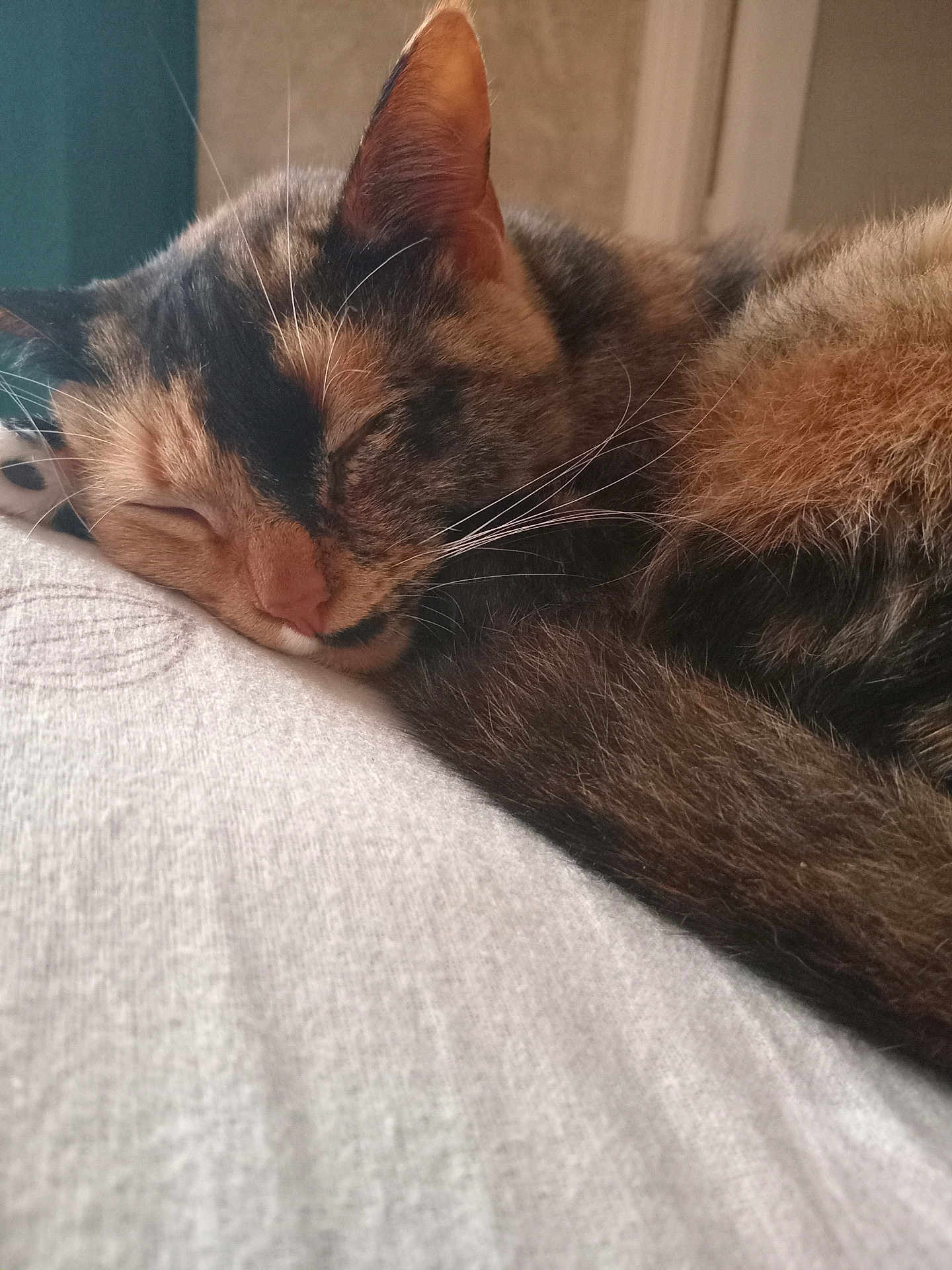 Mimy participe au concours pour gagner de l'argent avec cette photo : animal, calm, cat, close_up, cozy, cute, domestic_animal, feline, fur, indoor, mammal, nap, peaceful, pet, relaxed, resting, sleeping, soft, warm, whiskers