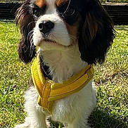 Archi participe au concours pour gagner de l'argent avec cette photo : dog, puppy, cavalier_king_charles_spaniel, yellow_harness, grass, outdoor, sunlight, trees, spring, pet, animal, cute, fur, ears, nose, whiskers, nature, greenery, young_dog, sitting