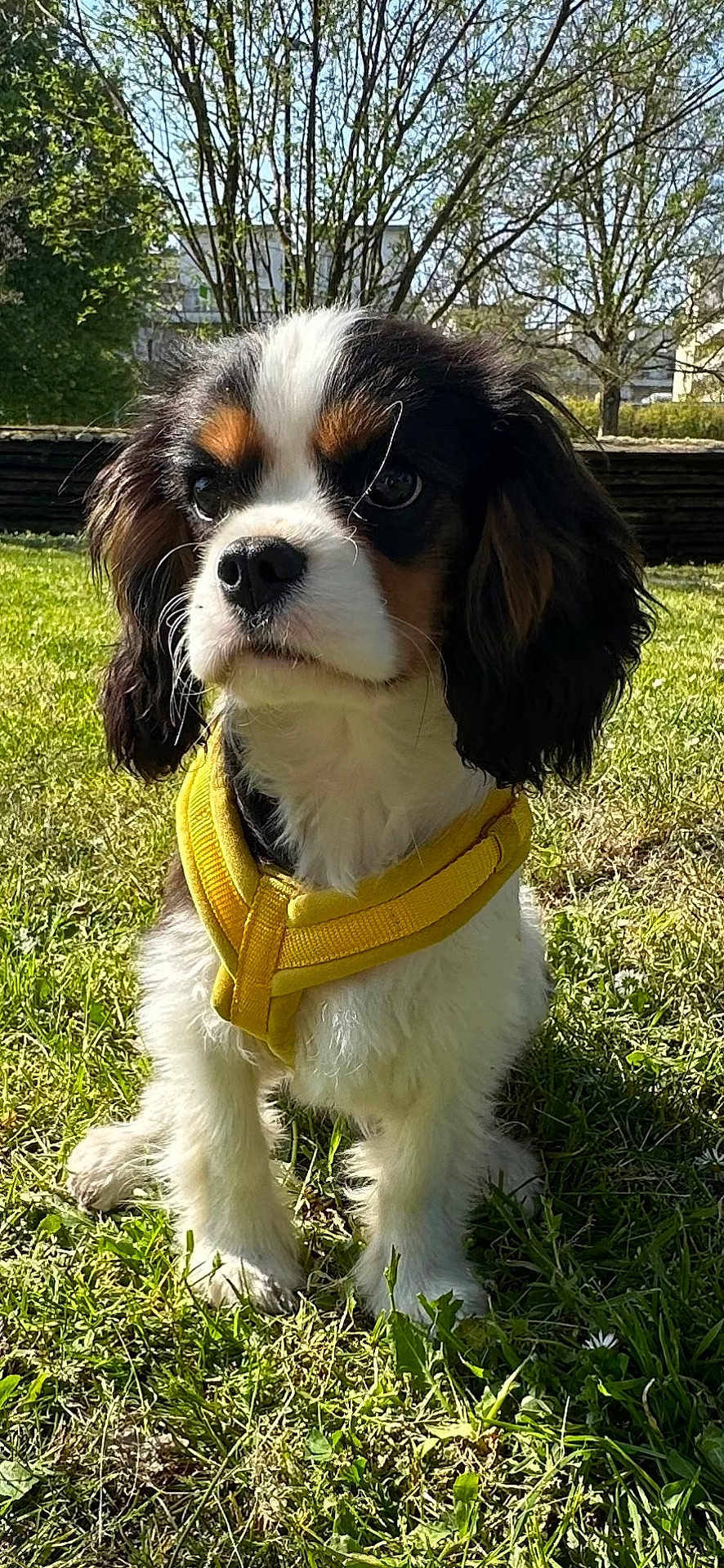 Archi participe au concours pour gagner de l'argent avec cette photo : dog, puppy, cavalier_king_charles_spaniel, yellow_harness, grass, outdoor, sunlight, trees, spring, pet, animal, cute, fur, ears, nose, whiskers, nature, greenery, young_dog, sitting