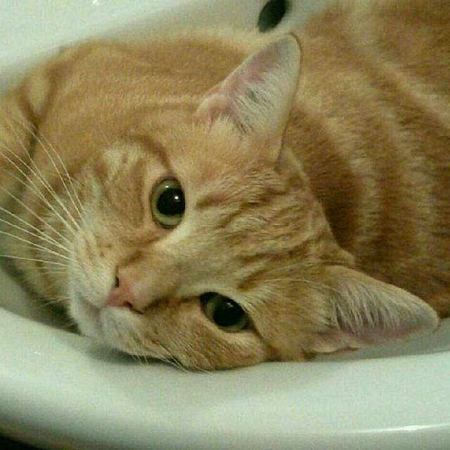 Kenzo participe au concours pour gagner de l'argent avec cette photo : animal, cat, close_up, cute, domestic_cat, ears, face, feline, fur, indoor, looking, lying_down, orange_tabby, pet, portrait, relaxed, resting, smooth_surface, soft_light, whiskers