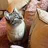 cat, blue_eyes, sofa, pillow, cozy, indoor, furniture, pet, domestic_animal, fur, whiskers, looking_up, tabby, striped, cute, relaxed, home, comfort, animal, mammal
