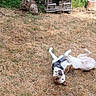Tango a rejoint le concours — aidez-le/la à gagner de superbes lots ! dog, harness, grass, doghouse, wooden, outdoor, playful, rolling, greenery, nature, pet, canine, happy, summer, yard, animal, fun, sunlight, tree_stump, rustic