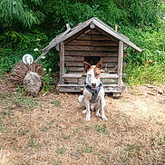Tango participe au concours pour gagner de l'argent avec cette photo : dog, doghouse, wooden, outdoor, greenery, grass, pet, animal, nature, brown_patch, sitting, canine, yard, leaves, sunlight, shrubbery, small_house, wood, domestic_animal, quiet
