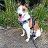 dog, canine, pet, brown_and_white, harness, leash, outdoor, grass, flowers, nature, dirt_path, sitting, panting, happy, ears_up, summer, daylight, animal, friendly, companion