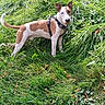 dog, brown_and_white, grass, greenery, outdoor, nature, pet, canine, animal, happy, playful, leash, harness, field, summer, daylight, plants, ears_up, standing, looking_back