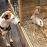 Tango participe au concours pour gagner de l'argent avec cette photo : dog, rabbit, glass_enclosure, curious, indoor, reflection, wooden_frame, pet, animal, floor, fur, small_animal, brown_and_white, looking, straw, captive, companion, quiet, side_view, domestic