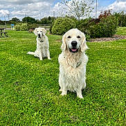 Ornett a rejoint le concours — aidez-le/la à gagner de superbes lots ! animal, canine, cloudy_sky, collar, daylight, dog, fur, golden_retriever, grass, greenery, happy, mammal, nature, outdoor, park, pet, playful, sitting, summer, two_dogs