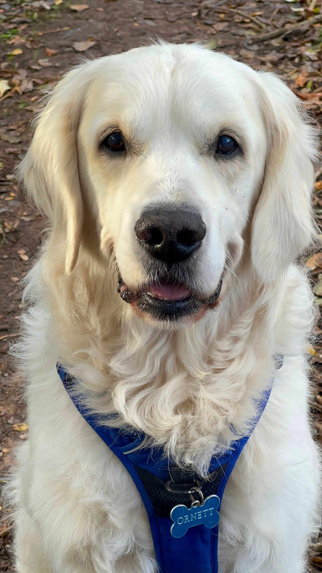 Ornett participe au concours pour gagner de l'argent avec cette photo : animal, canine, close_up, cute, daylight, dog, fluffy, friendly, fur, golden_retriever, harness, leaves, mammal, nature, outdoor, pet, portrait, tag, walking, white_dog