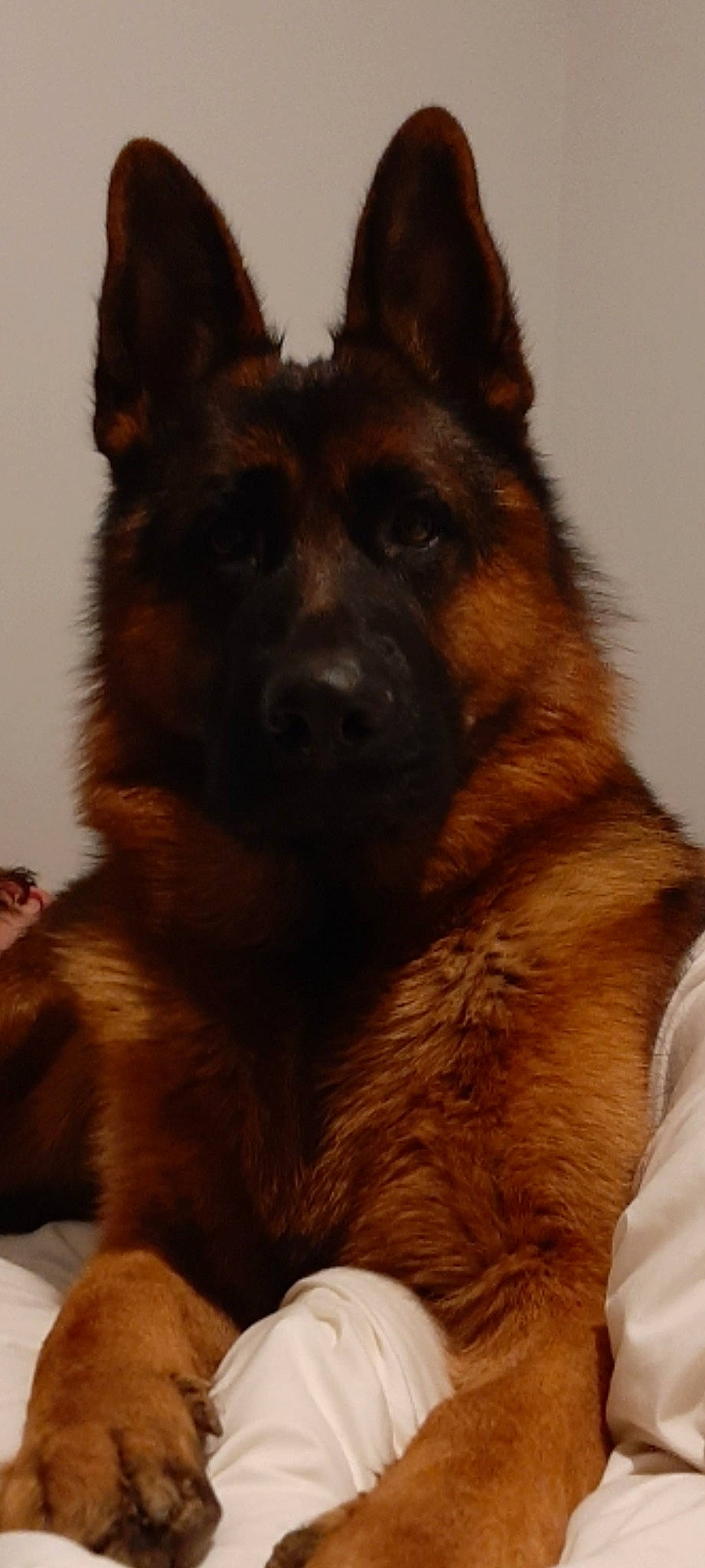 Rayko a rejoint le concours — aidez-le/la à gagner de superbes lots ! brown, canidae, canis, carnivore, companion_dog, dog, dog_breed, east_european_shepherd, event, fawn, fur, german_shepherd_dog, giant_dog_breed, herding_dog, king_shepherd, old_german_shepherd_dog, snout, sporting_group, terrestrial_animal, working_animal