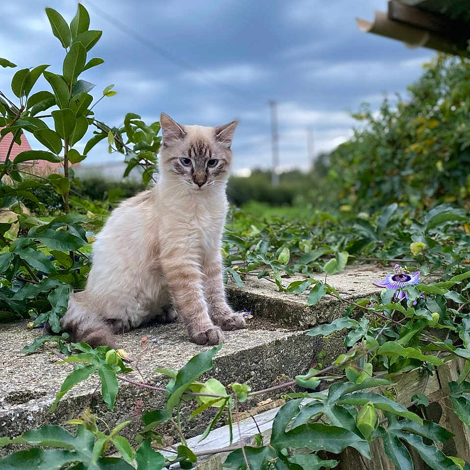 Peticha