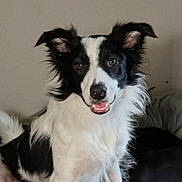 Tequila participe au concours pour gagner de l'argent avec cette photo : animal_photography, black_and_white, border_collie, canine, close_up, couch, dog, ears, eyes, fluffy, fur, happy, indoor, long_hair, nose, open_mouth, pet, portrait, sitting, smiling