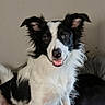 animal_photography, black_and_white, border_collie, canine, close_up, couch, dog, ears, eyes, fluffy, fur, happy, indoor, long_hair, nose, open_mouth, pet, portrait, sitting, smiling