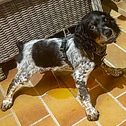 Attila participe au concours pour gagner de l'argent avec cette photo : dog, puppy, black_and_white, harness, curious, looking_up, stretching, tiled_floor, wicker_furniture, indoor, pet, animal, playful, young_dog, spot_pattern, ears, paws, floor_tile, domestic_animal, canine