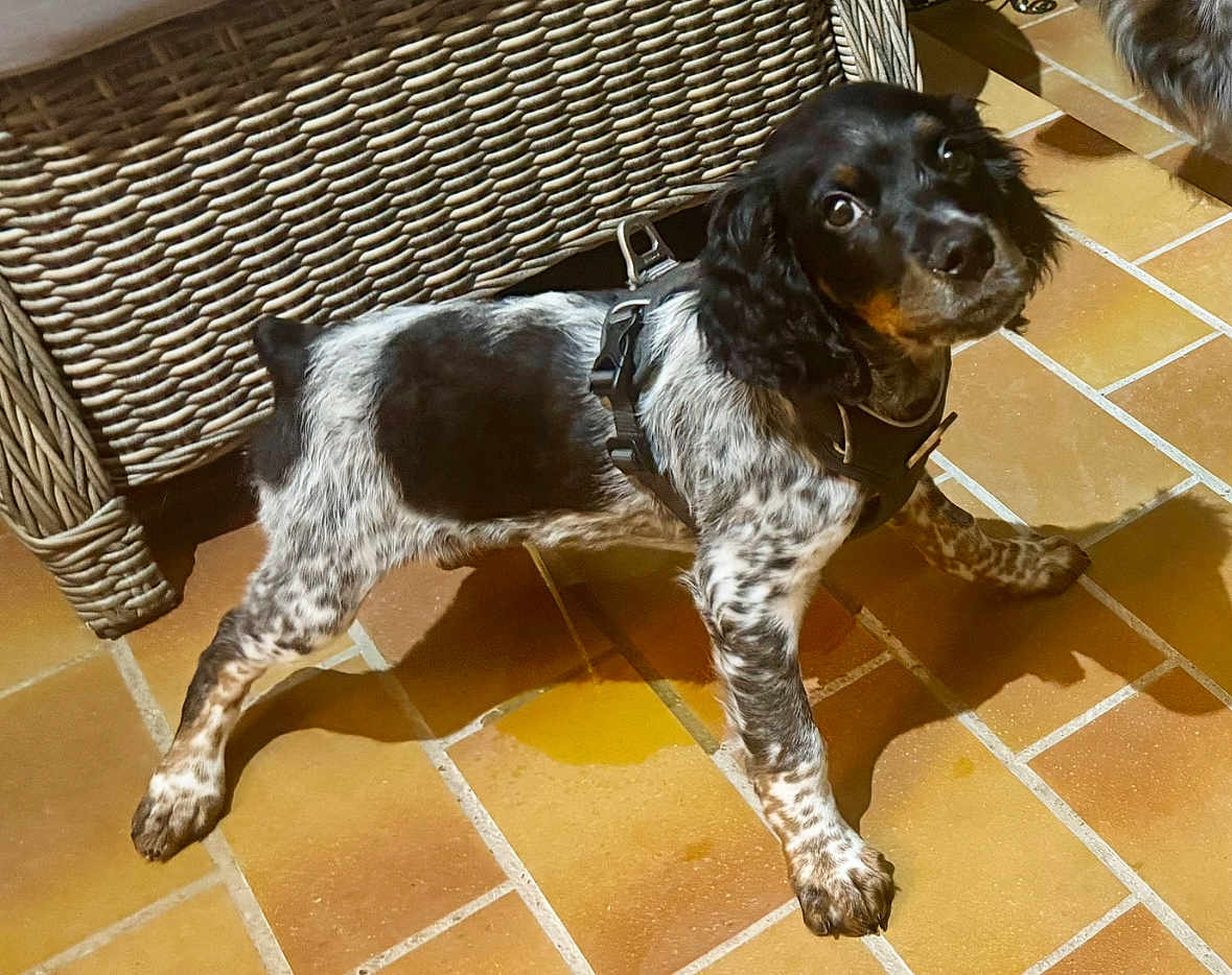 Attila participe au concours pour gagner de l'argent avec cette photo : dog, puppy, black_and_white, harness, curious, looking_up, stretching, tiled_floor, wicker_furniture, indoor, pet, animal, playful, young_dog, spot_pattern, ears, paws, floor_tile, domestic_animal, canine