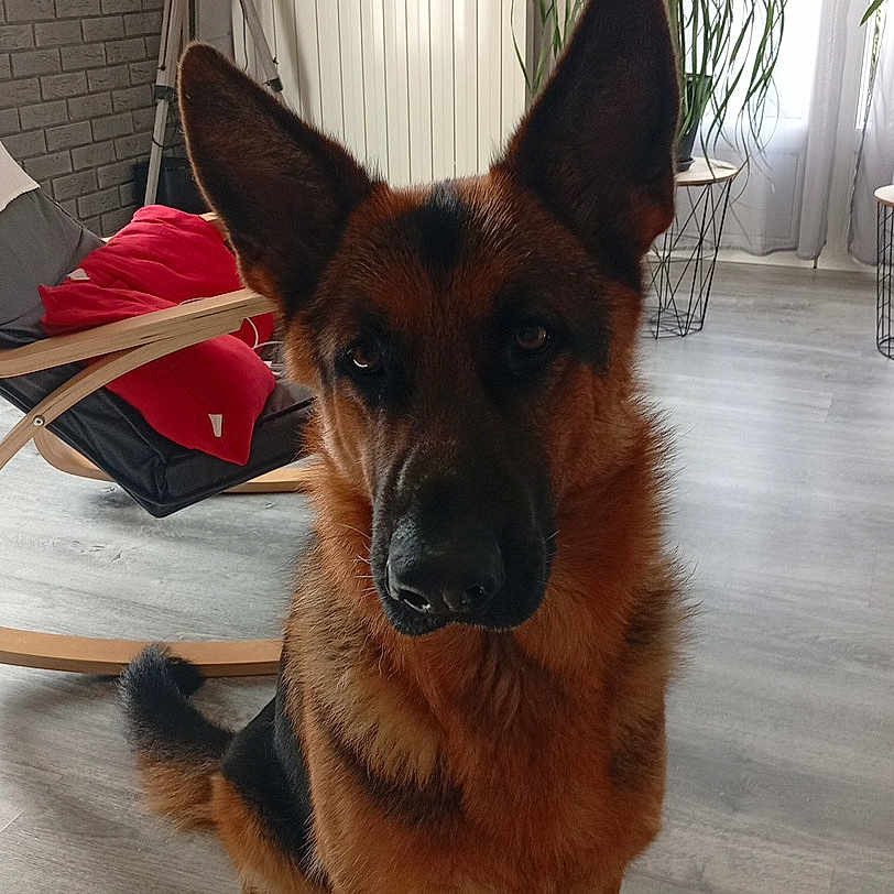 Tino a rejoint le concours — aidez-le/la à gagner de superbes lots ! animal, calm, chair, cushion, dog, ears, flooring, fur, furniture, german_shepherd, indoors, living_room, looking, pet, plant, radiator, room, tail, tripod, window