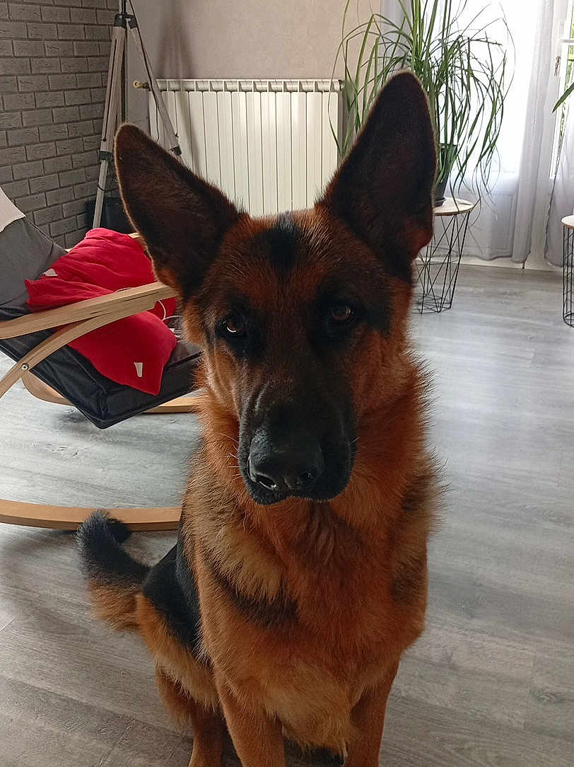 Tino a rejoint le concours — aidez-le/la à gagner de superbes lots ! dog, german_shepherd, pet, animal, indoors, flooring, chair, cushion, plant, window, radiator, tripod, furniture, calm, looking, ears, fur, tail, room, living_room