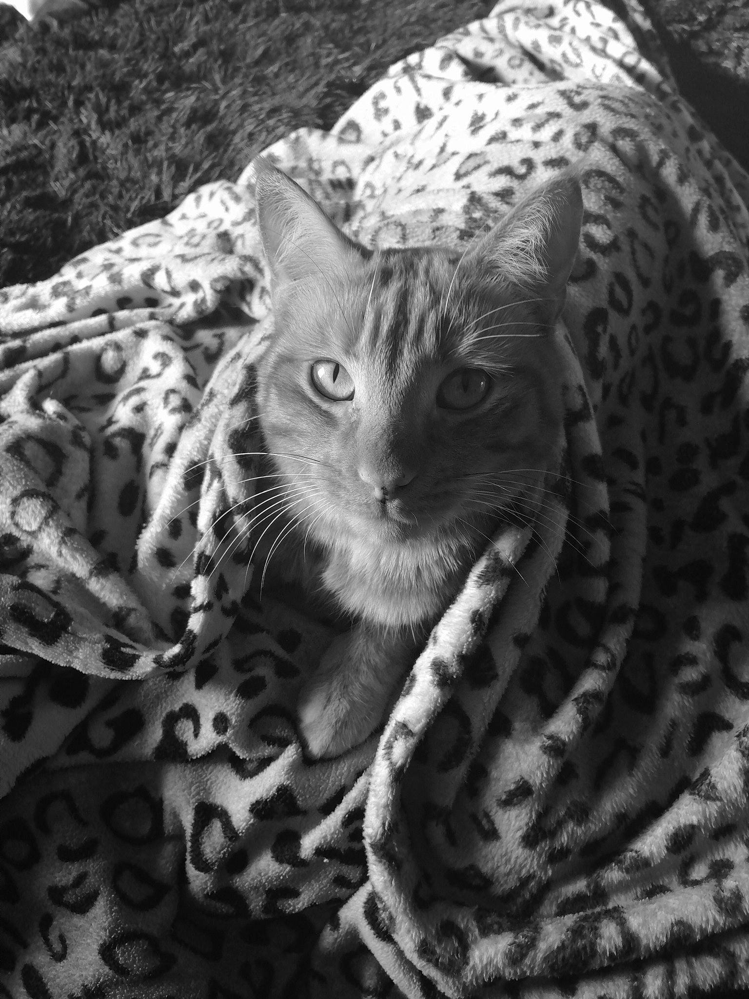 Ninja a rejoint le concours — aidez-le/la à gagner de superbes lots ! big_cats, black_and_white, carnivore, cat, cheetah, felidae, jaguar, leopard, mammal, monochrome, monochrome_photography, ocelot, photography, small_to_medium_sized_cats, snout, snow_leopard, terrestrial_animal, whiskers, wildlife