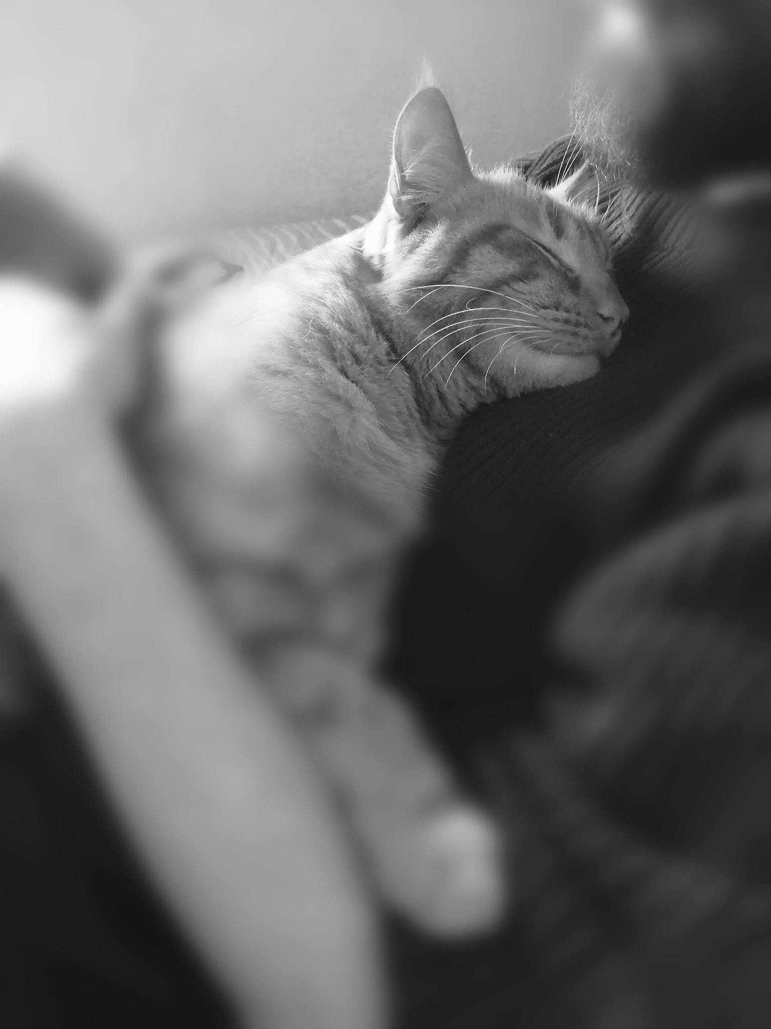 Ninja participe au concours pour gagner de l'argent avec cette photo : asian, black, black_and_white, carnivore, cat, close_up, domestic_short_haired_cat, ear, eye, felidae, fur, hand, monochrome, monochrome_photography, photography, sky, small_to_medium_sized_cats, snout, whiskers, white