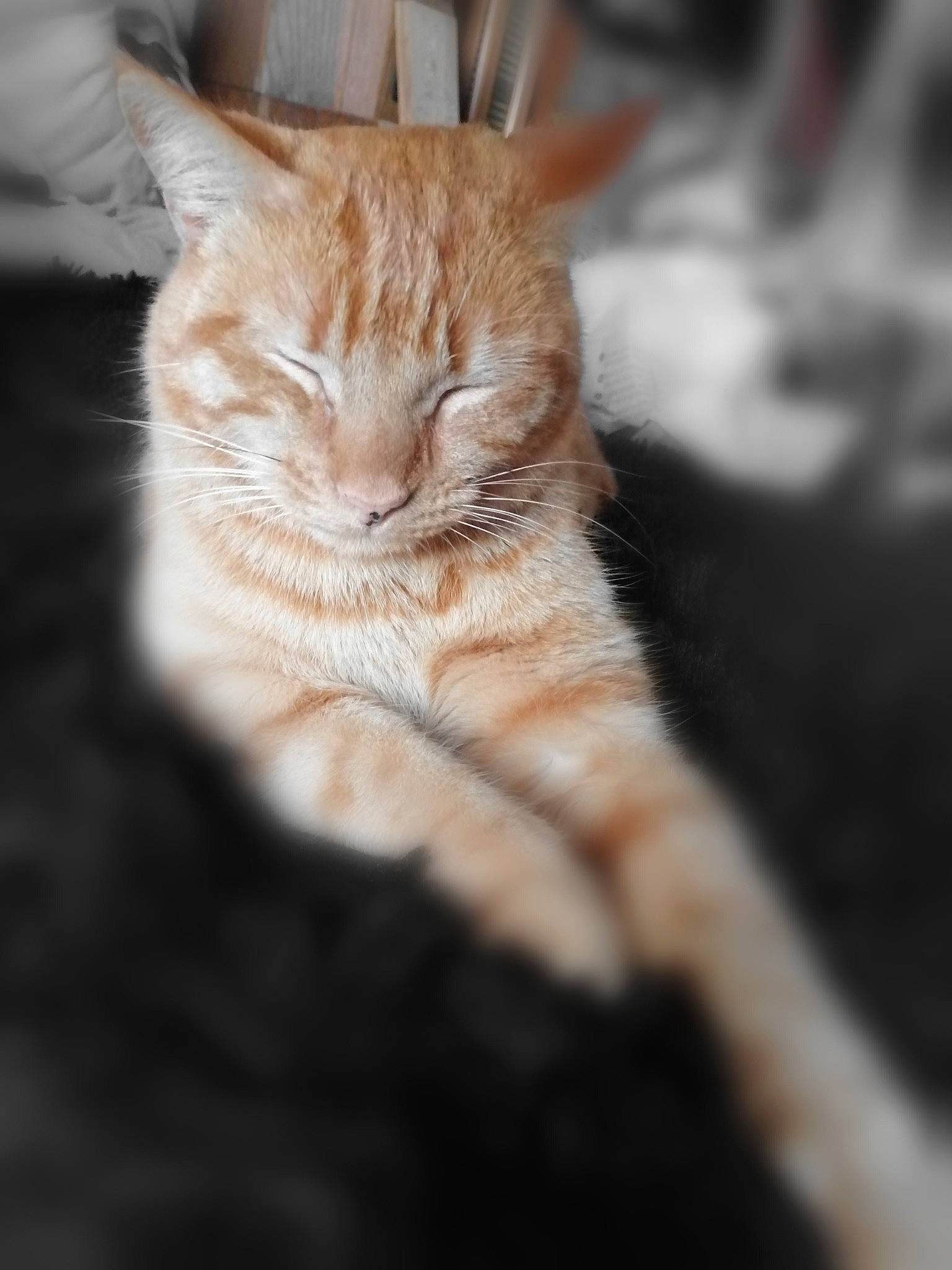 Ninja a rejoint le concours — aidez-le/la à gagner de superbes lots ! aegean_cat, asian, carnivore, cat, claw, domestic_short_haired_cat, dragon_li, european_shorthair, fawn, felidae, fur, kitten, mammal, small_to_medium_sized_cats, snout, tabby_cat, tail, whiskers