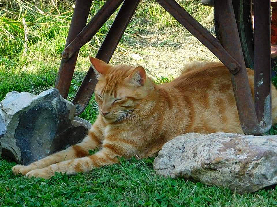 Ninja a rejoint le concours — aidez-le/la à gagner de superbes lots ! asian, bengal, carnivore, cat, domestic_short_haired_cat, european_shorthair, fawn, felidae, grass, mammal, ocicat, small_to_medium_sized_cats, tabby_cat, tail, vertebrate, whiskers, wild_cat, wildlife