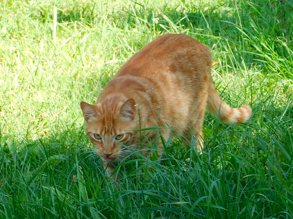 Ninja participe au concours pour gagner de l'argent avec cette photo : carnivore, cat, domestic_short_haired_cat, european_shorthair, felidae, grass, grass_family, lawn, mammal, meadow, organism, plant, rusty_spotted_cat, small_to_medium_sized_cats, tabby_cat, tail, terrestrial_animal, whiskers, wild_cat, wildlife