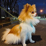 Klaüs participe au concours pour gagner de l'argent avec cette photo : dog, small_dog, fluffy, leash, pavement, night, park, tree, fence, streetlight, outdoor, pet, animal, walking, quiet, calm, side_view, sitting, evening, urban