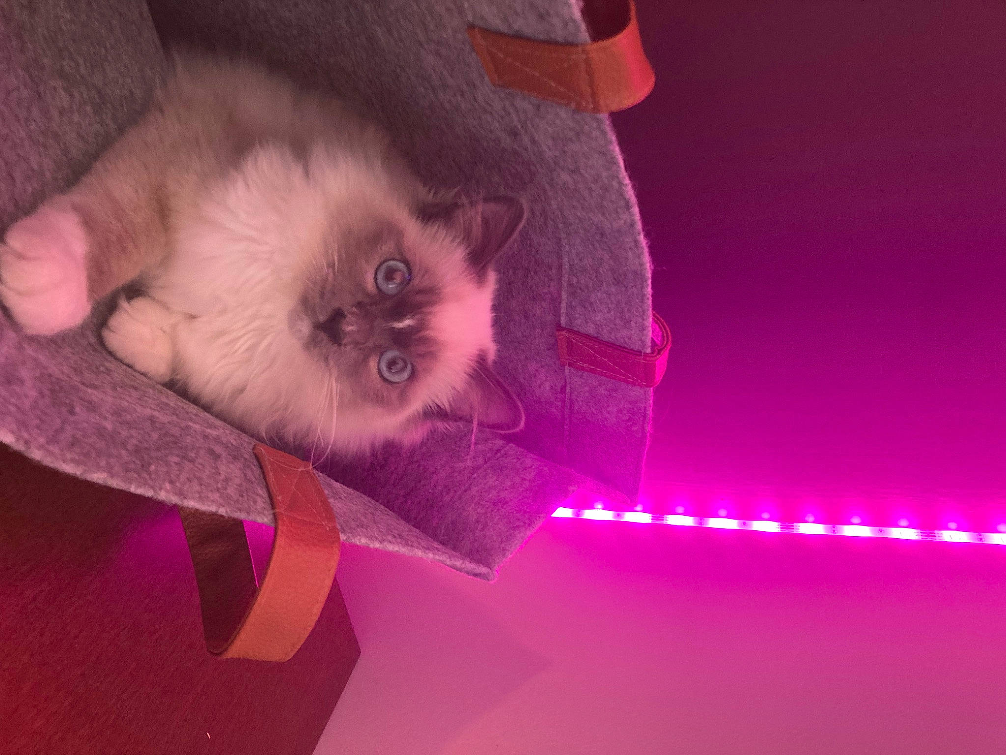 Shadow a rejoint le concours — aidez-le/la à gagner de superbes lots ! balinese, birman, carnivore, cat, electric_blue, event, fawn, felidae, flesh, fur, magenta, pink, purple, siamese, small_to_medium_sized_cats, tail, thai, tonkinese, violet, whiskers