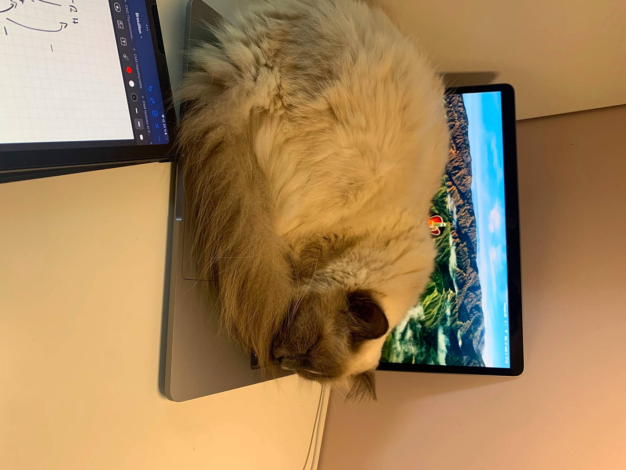 Shadow participe au concours pour gagner de l'argent avec cette photo : bookcase, carnivore, cat, computer, display_device, electronic_device, fawn, felidae, flat_panel_display, fur, gadget, output_device, plant, room, shelf, small_to_medium_sized_cats, tail, technology, vertebrate, whiskers