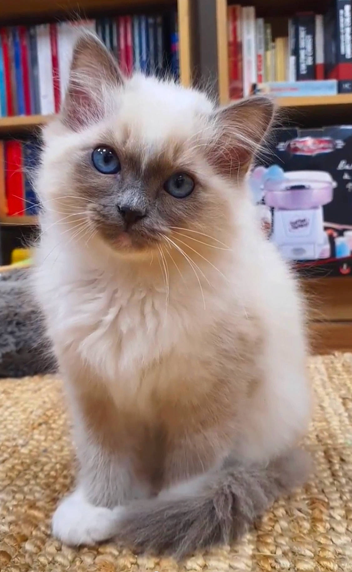 Shadow a rejoint le concours — aidez-le/la à gagner de superbes lots ! birman, book, bookcase, carnivore, cat, computer_keyboard, fawn, felidae, flooring, fur, iris, publication, ragdoll, shelf, shelving, siamese, small_to_medium_sized_cats, snout, thai, whiskers