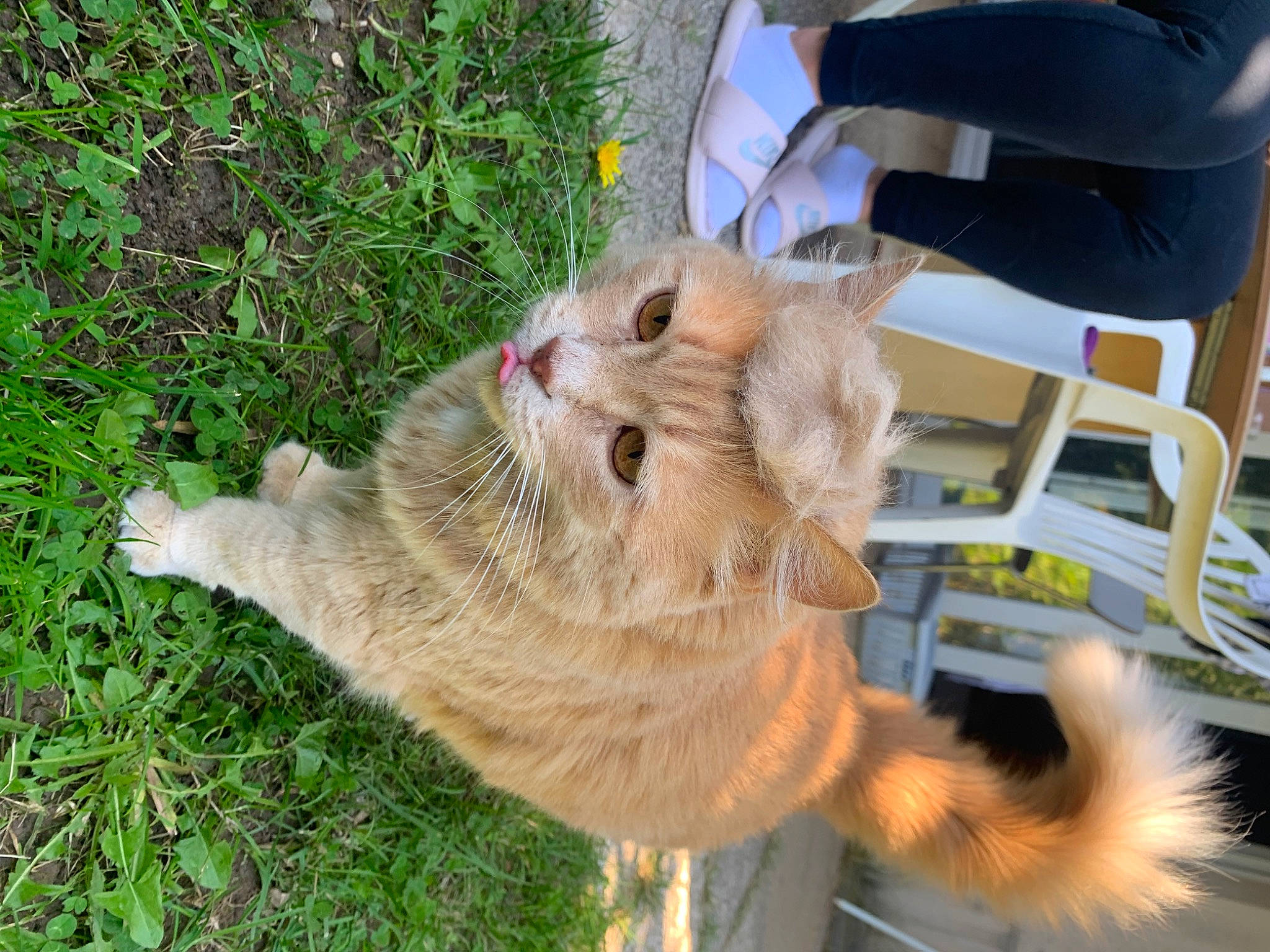 Lune participe au concours pour gagner de l'argent avec cette photo : carnivore, cat, chair, claw, collar, dog_breed, domestic_short_haired_cat, drinking, fawn, felidae, fur, grass, paw, plant, sandal, small_to_medium_sized_cats, snout, tail, terrestrial_animal, whiskers