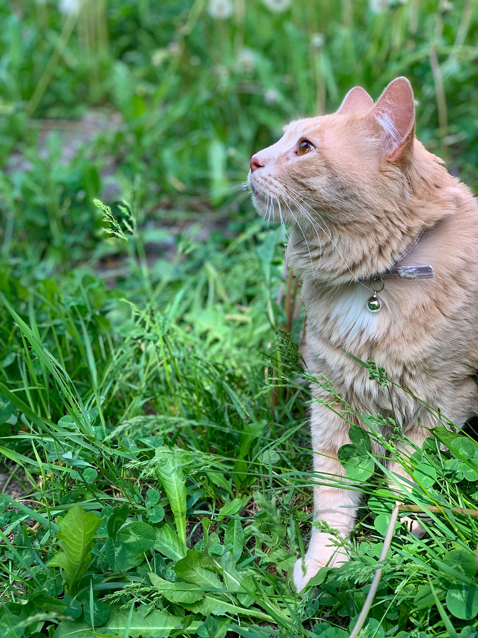 Lune participe au concours pour gagner de l'argent avec cette photo : carnivore, cat, domestic_short_haired_cat, fawn, felidae, fur, grass, grassland, groundcover, plant, shrub, sitting, small_to_medium_sized_cats, snout, tail, terrestrial_animal, terrestrial_plant, whiskers, wildlife, wood