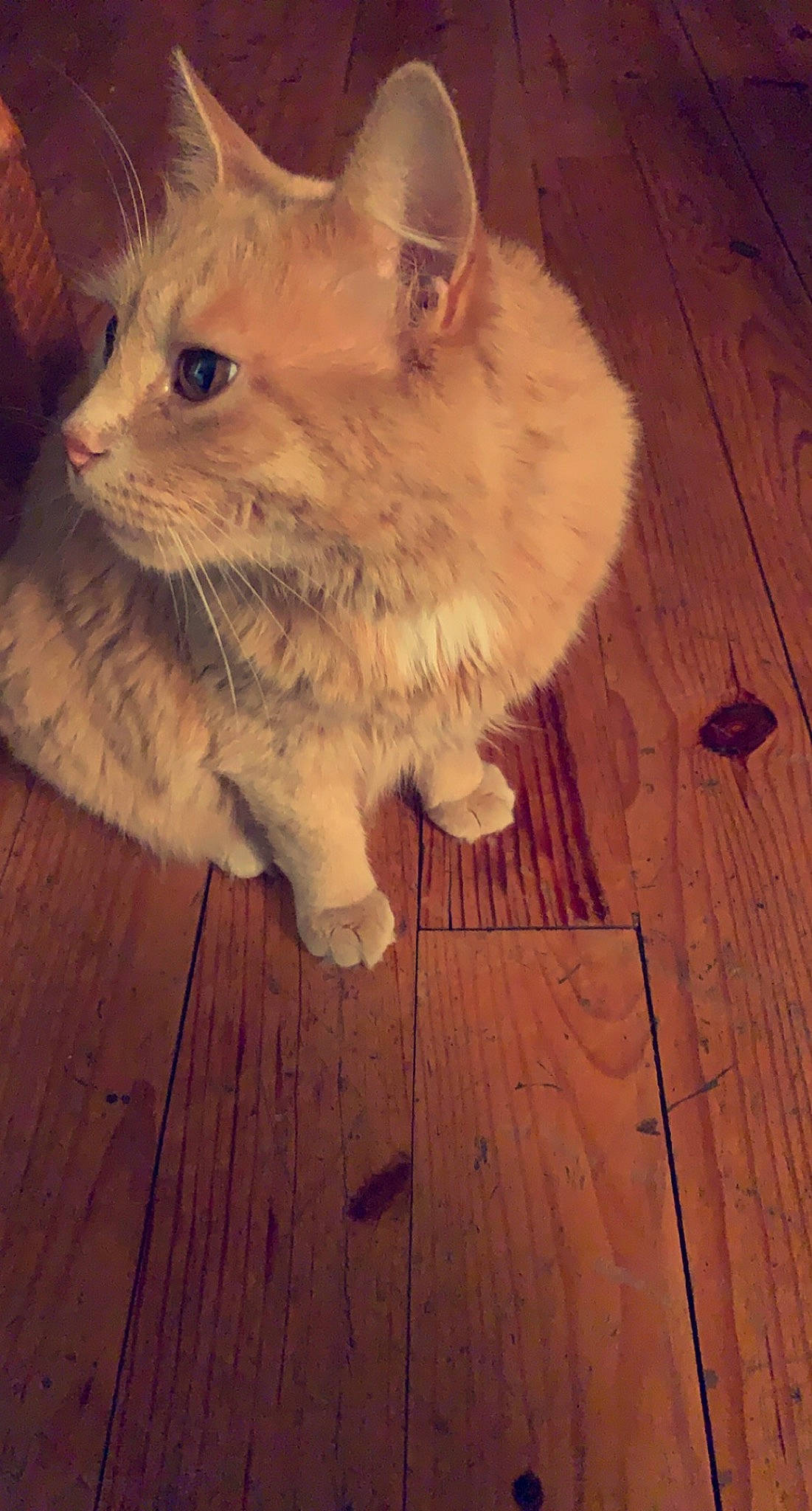 Lune participe au concours pour gagner de l'argent avec cette photo : carnivore, cat, cloud, domestic_short_haired_cat, fawn, felidae, floor, flooring, glasses, hardwood, laminate_flooring, paw, plank, small_to_medium_sized_cats, tail, varnish, whiskers, wood, wood_flooring, wood_stain