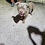dog, leash, sidewalk, shadow, night, person, shoes, legs, concrete, happy, panting, outdoor, canine, pet, walking, harness, animal, blurred, light, shadow_heart