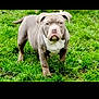 dog, bulldog, puppy, grass, outdoor, pet, animal, standing, greenery, canine, mammal, nature, young, cute, fur, four_legs, ears, snout, eyes, tail
