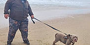 Vengeur participe au concours pour gagner de l'argent avec cette photo : animal, beach, canine, casual_clothing, cloudy_sky, dog, footwear, friendship, harness, leash, man, nature, ocean, outdoor, pet, sand, smiling, standing, water, waves