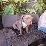 Vengeur a rejoint le concours — aidez-le/la à gagner de superbes lots ! dog, couch, blanket, indoor, person_partial, wallpaper, tropical_leaves, home_decor, pet, brown_dog, seated, furniture, cozy, living_room, plant_pattern, sitting, domestic_animal, relaxed, canine, companion