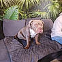 dog, couch, blanket, indoor, person_partial, wallpaper, tropical_leaves, home_decor, pet, brown_dog, seated, furniture, cozy, living_room, plant_pattern, sitting, domestic_animal, relaxed, canine, companion