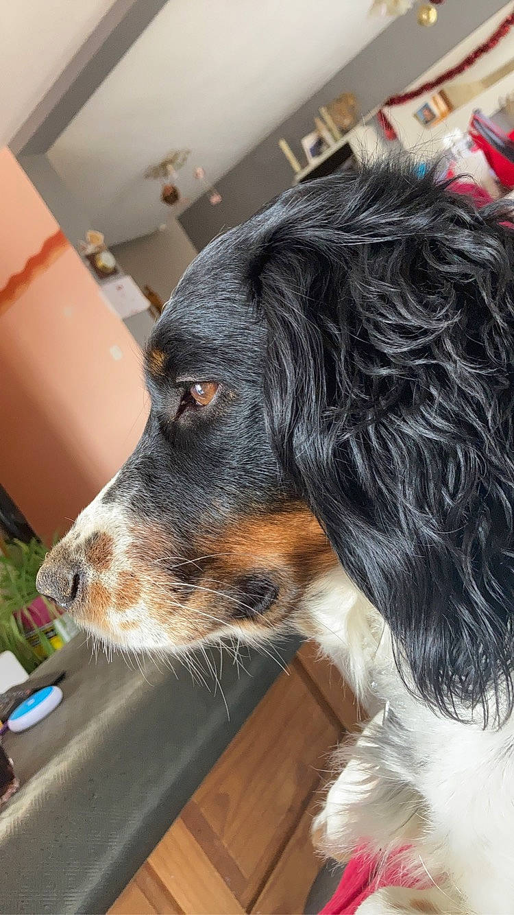 Osis participe au concours pour gagner de l'argent avec cette photo : canidae, carnivore, cocker_spaniel, collar, companion_dog, dog, dog_breed, ear, fur, herding_dog, liver, puppy, snout, spaniel, sporting_group, toy_dog, whiskers, working_animal, working_dog