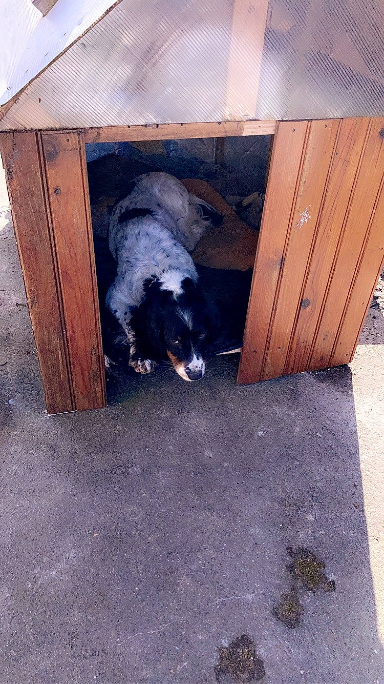 Osis a rejoint le concours — aidez-le/la à gagner de superbes lots ! animal_shelter, canidae, carnivore, companion_dog, dog, dog_breed, dog_supply, flooring, fur, hardwood, herding_dog, natural_material, pet_supply, snout, sporting_group, tail, tints_and_shades, wood, working_animal, working_dog